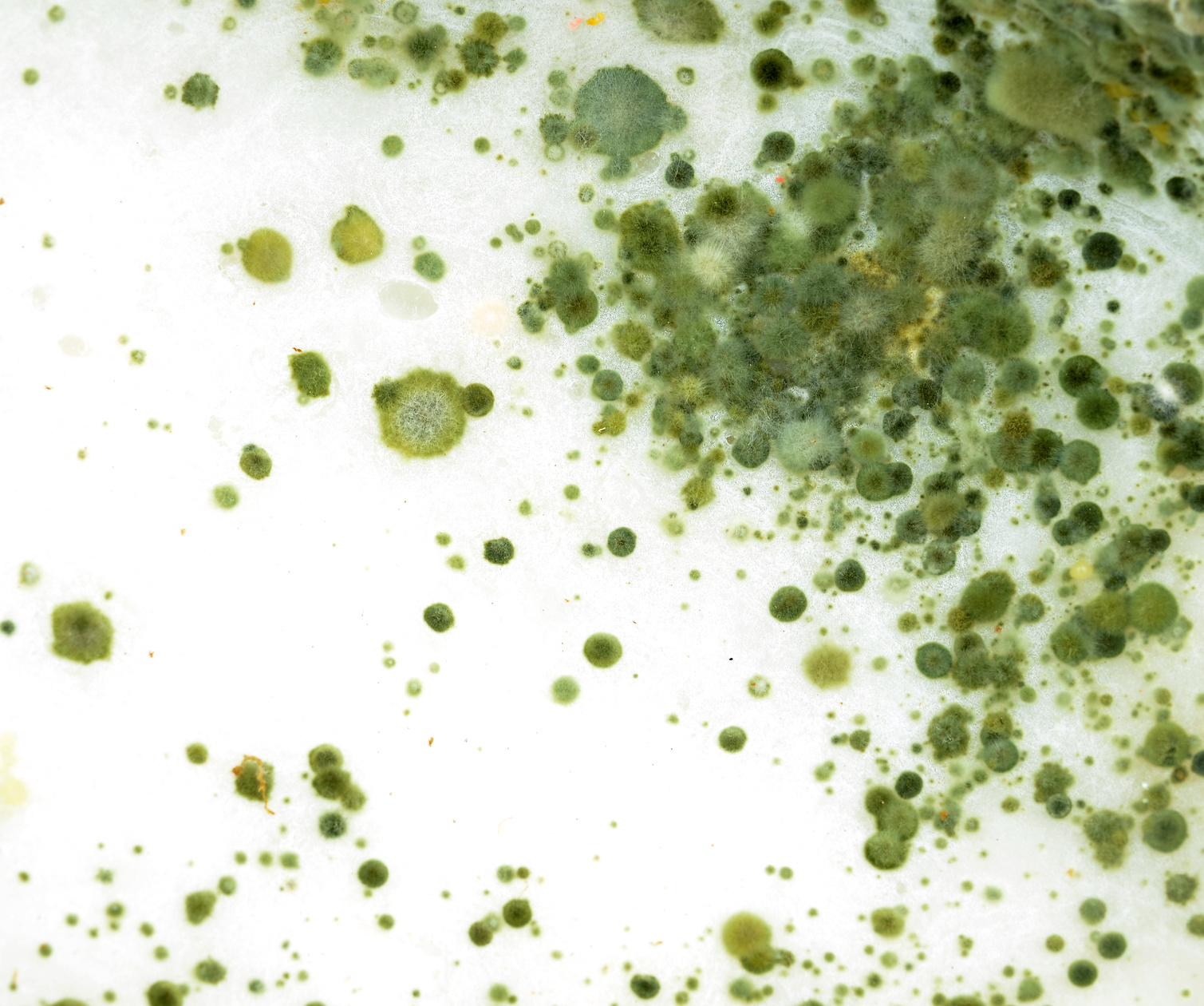 Green_Mold