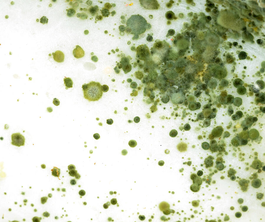 Green_Mold
