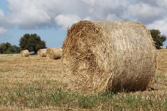 Hay_in_the_Field